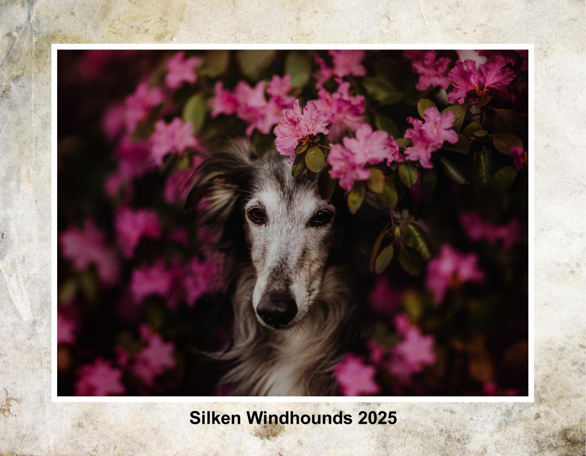 Silken Windhound Calendar 2025