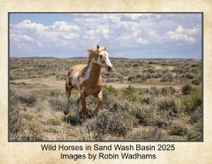 Sand Wash Basin Wild Horses 2025