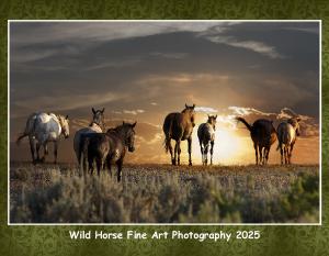 Wild Horse Fine Art Photography