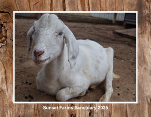 Sunset Farms Sanctuary 2025 Calendar