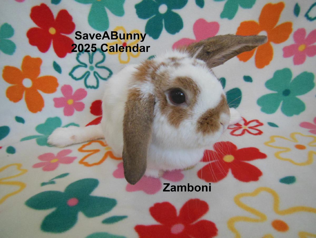 SaveABunny 2025 Calendar