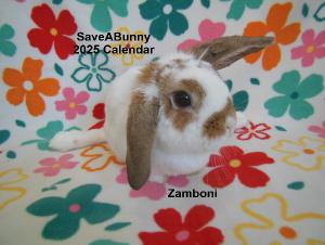 SaveABunny 2025 Calendar