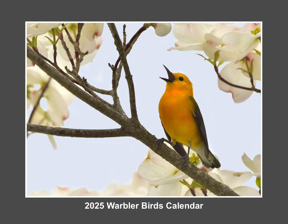 2025 Warbler Birds