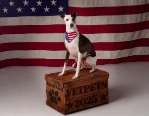 Vet Pets Photo Contest Calendar