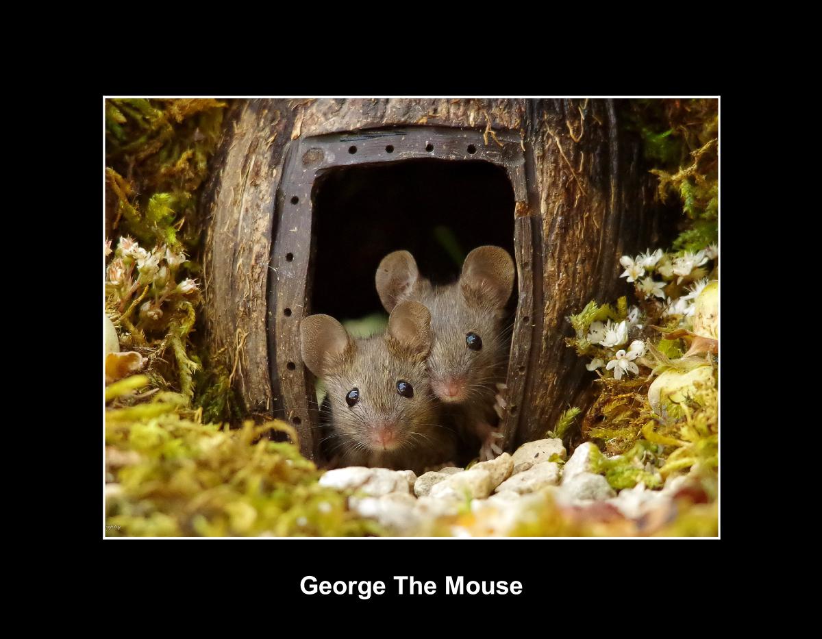 The Mouse in a Log Pile House Store Create Photo Calendars