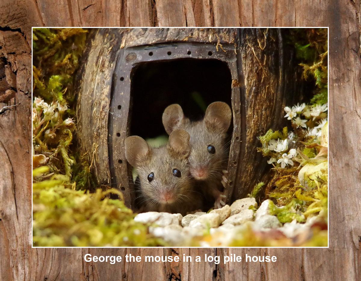 2025 George the mouse calendar 10
