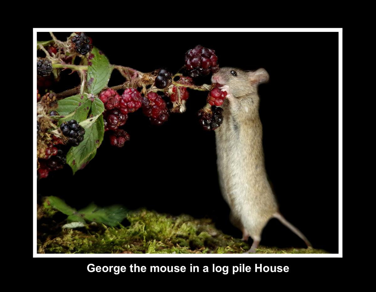 George The Mouse 2025 black backgrounds