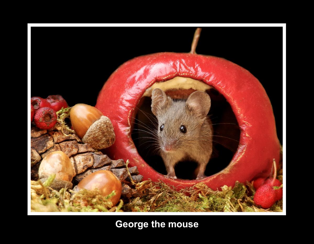 George the mouse 2025 black backs