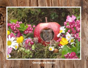 2025 George the mouse calendar  4