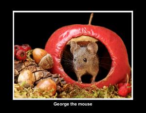 George the mouse 2025 black backs