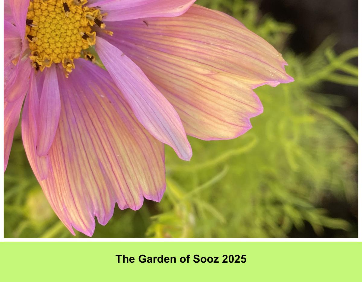 Garden of Sooz 2025 Calendar