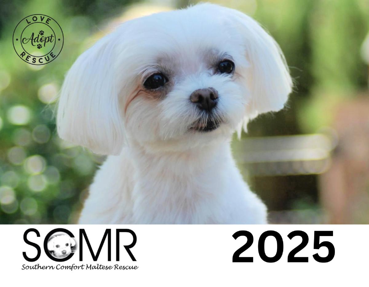 Southern Comfort Maltese Rescue 2025 Calendar