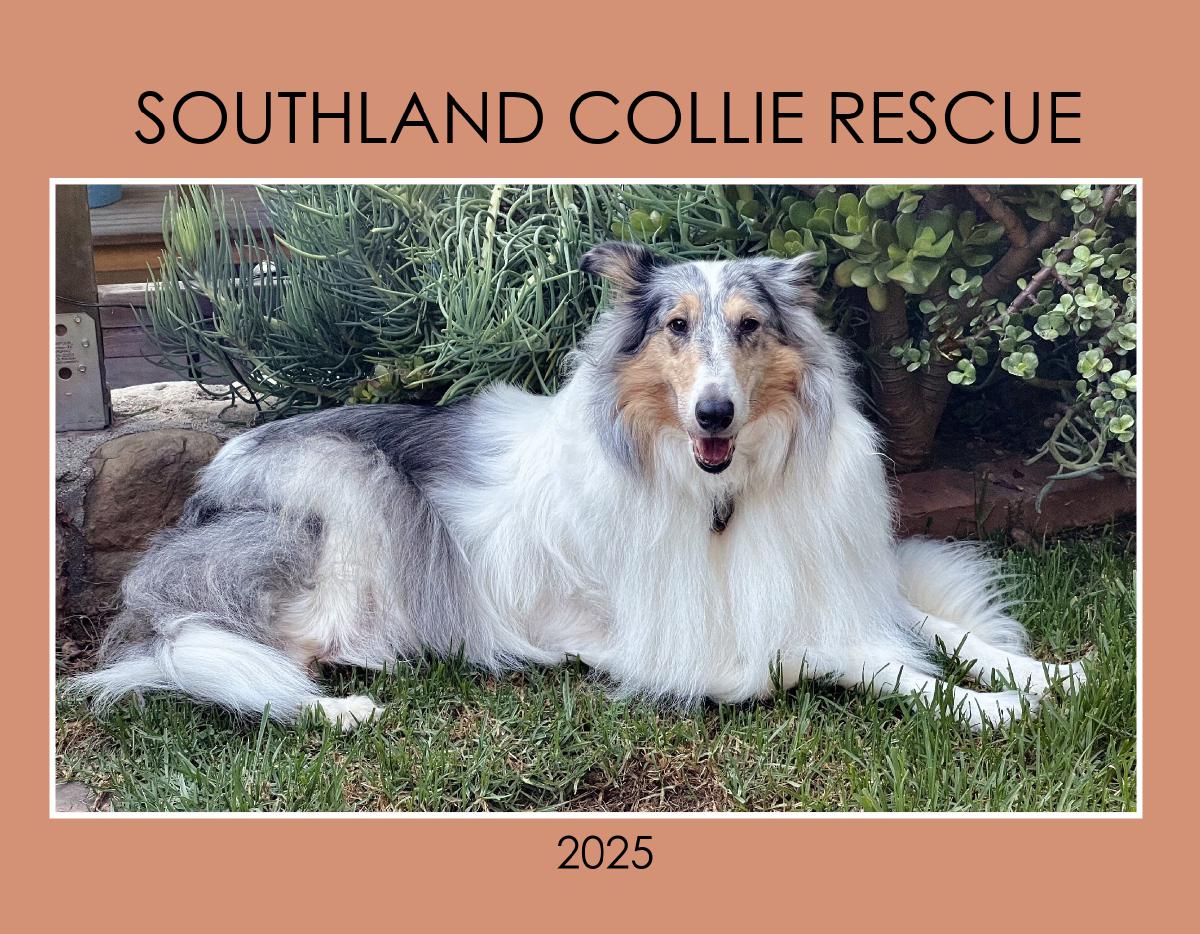 Southland Collie Rescue #2 - 2025