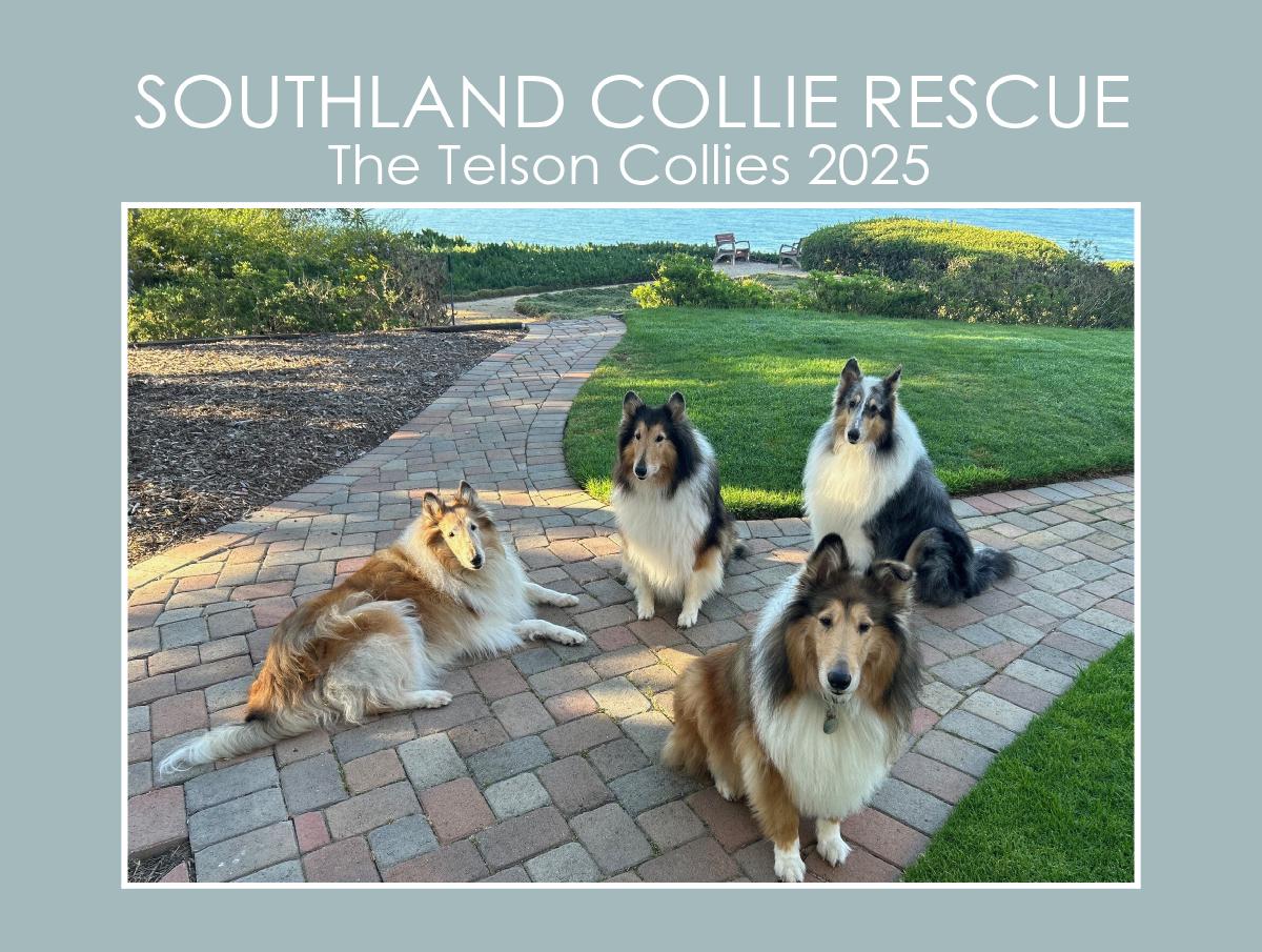 Southland Collie Rescue - The Telson Collies 2025