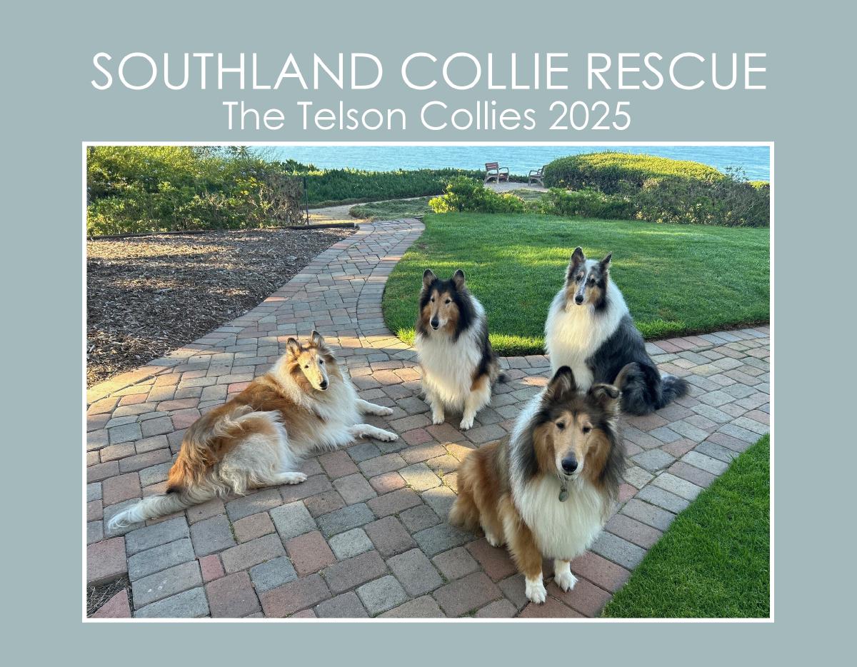 Southland Collie Rescue - The Telson Collies 2025