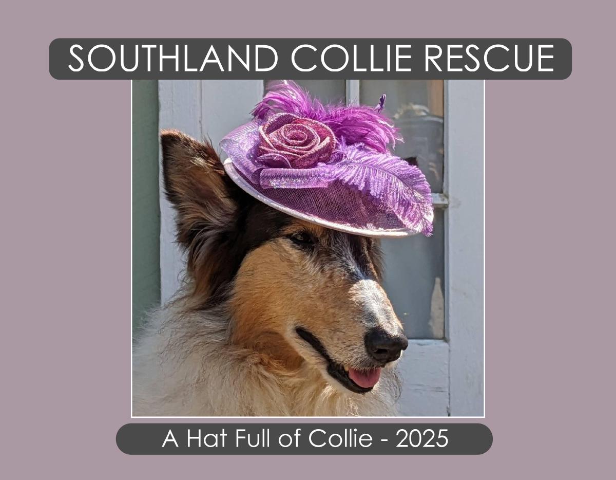 SCR - A Hatful Of Collie - 2025