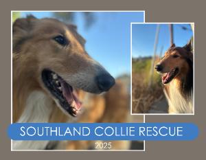 Southland Collie Rescue #1 2025