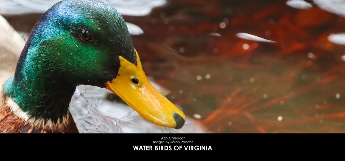 2025 Water Birds of Virginia Desk Calendar