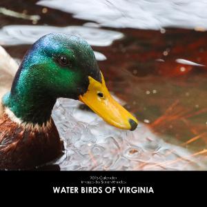 2025 Water Birds of Virginia Calendar