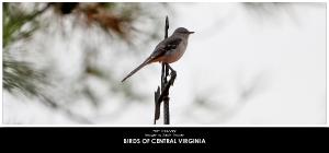 2025 Birds of Central Virginia Desk Calendar