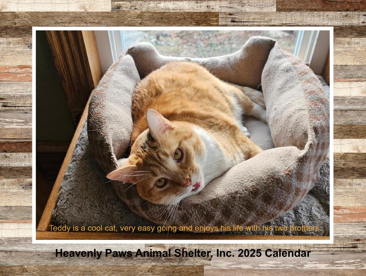 Heavenly Paws 2025 Wall Calendars