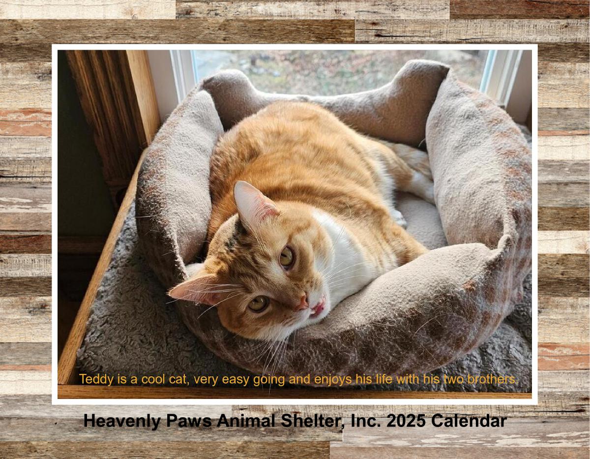 Heavenly Paws 2025 Wall Calendars