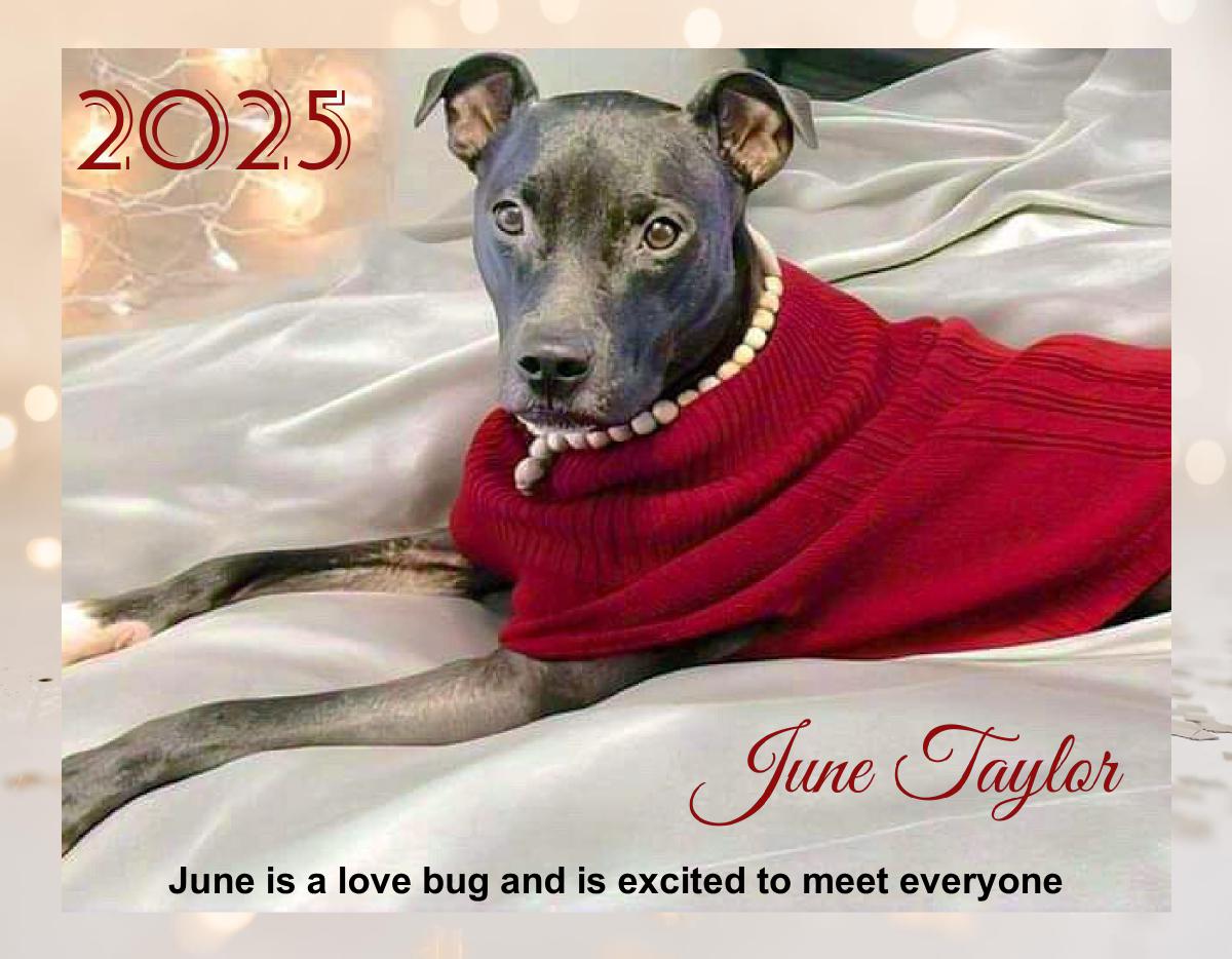 TDRD Rescue Dog Calendar