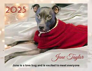 TDRD Rescue Dog Calendar