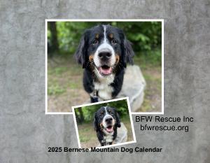 2025 Bernese Mountain Dog Calendar