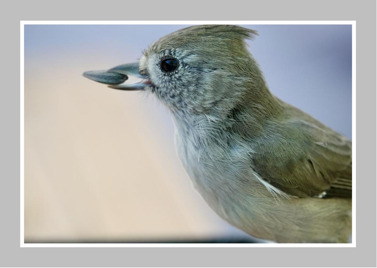 Titmouse by Jolene