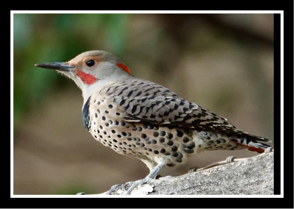 Northern Flicker by Jolene