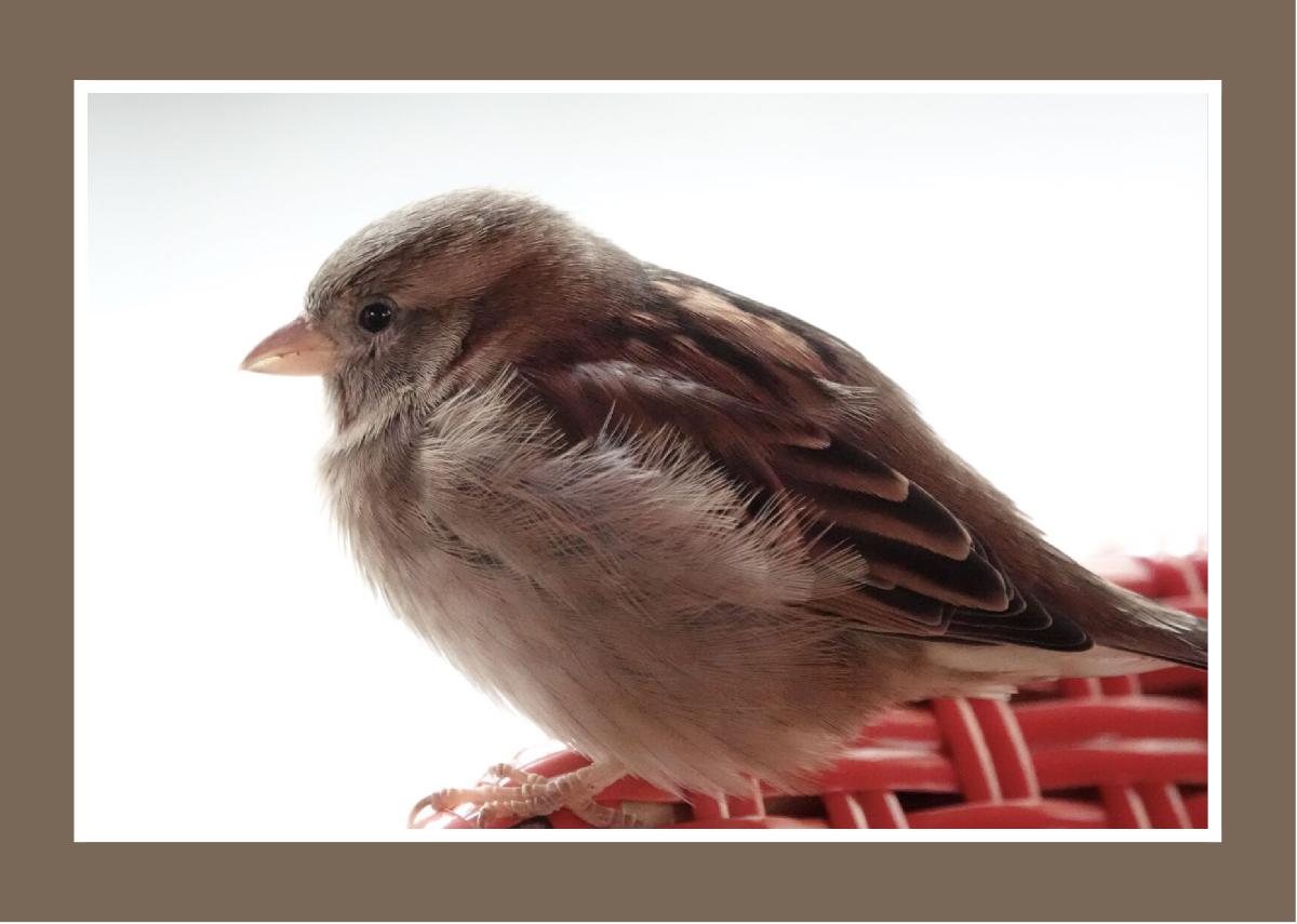 House Sparrow by Jolene