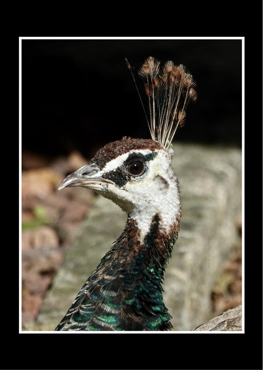 Indian Peafowl by Jolene