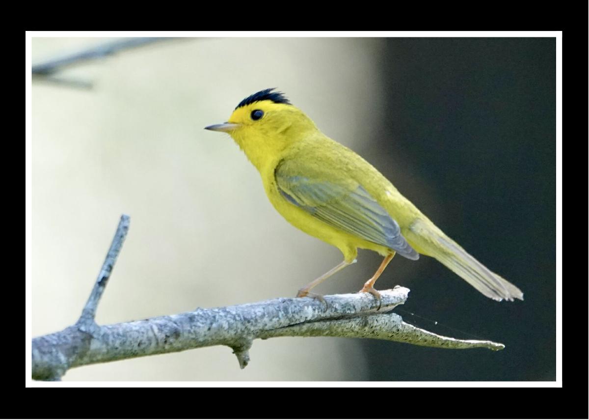 Wilson's Warbler by Jolene