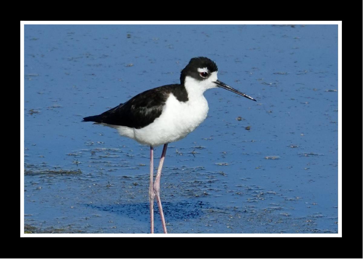 Black-Necked Stilt by Jolene