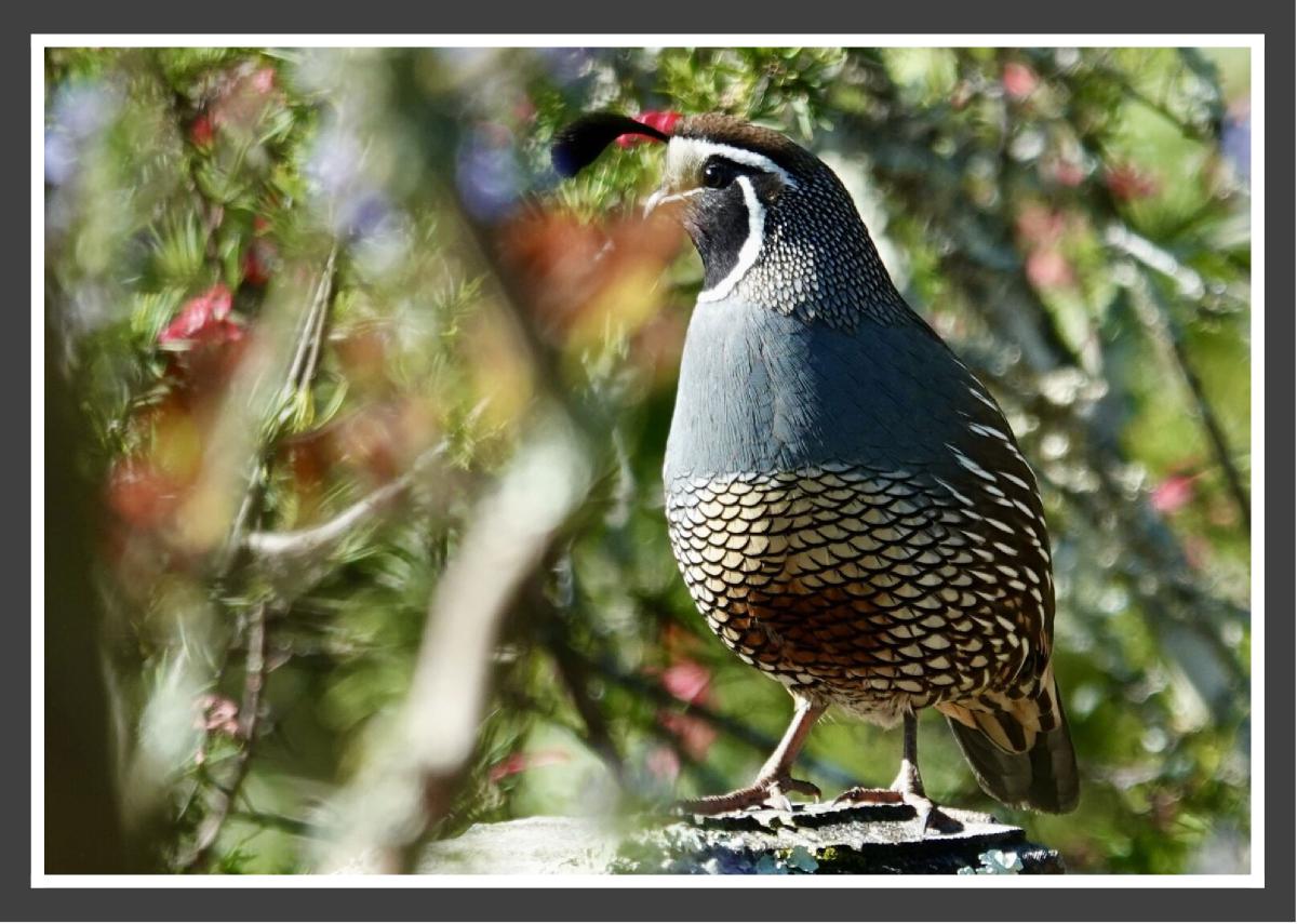 California Quail by Jolene