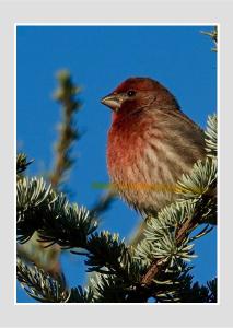 House Finch by Jolene