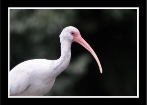 White Ibis by Jolene