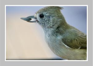 Titmouse by Jolene