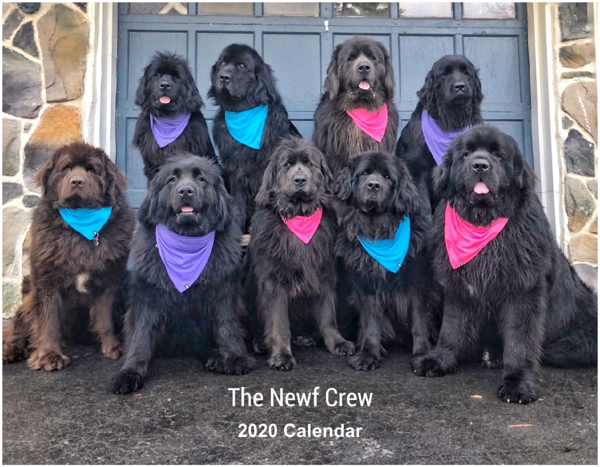 Newfoundland Dog 2020 Calendar Newfoundland Dog Collectables