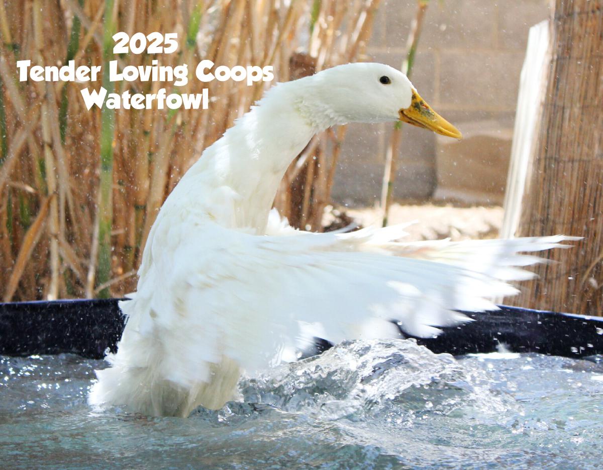 2025 Waterfowl Calendar