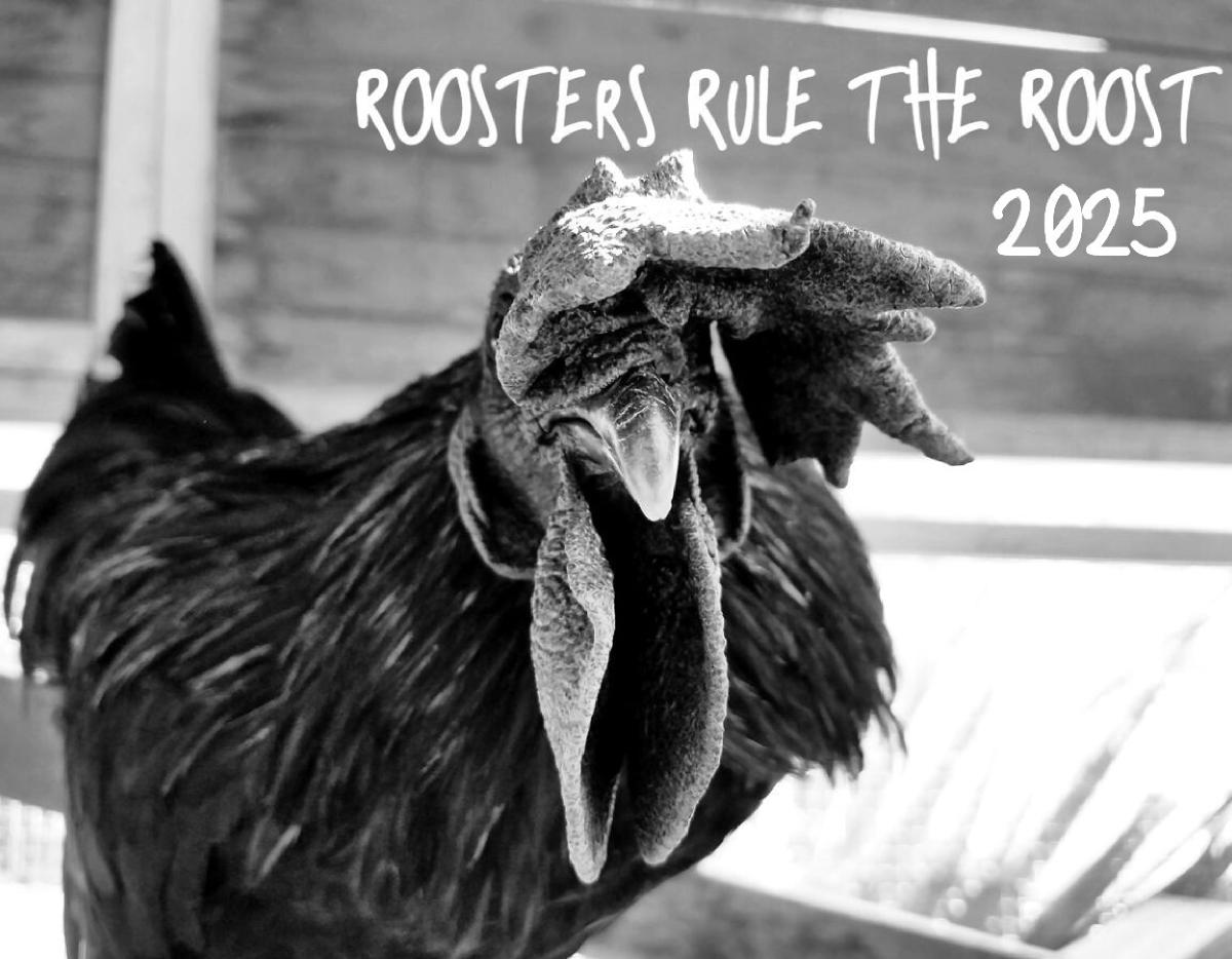 2025 Roosters Rule the Roost