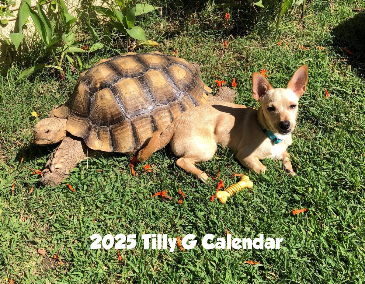 2025 Tilly G The Tortoise