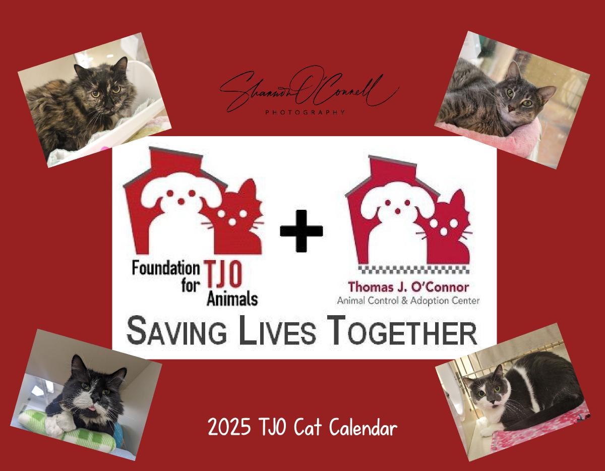 2025 TJO Cat Wall Calendar