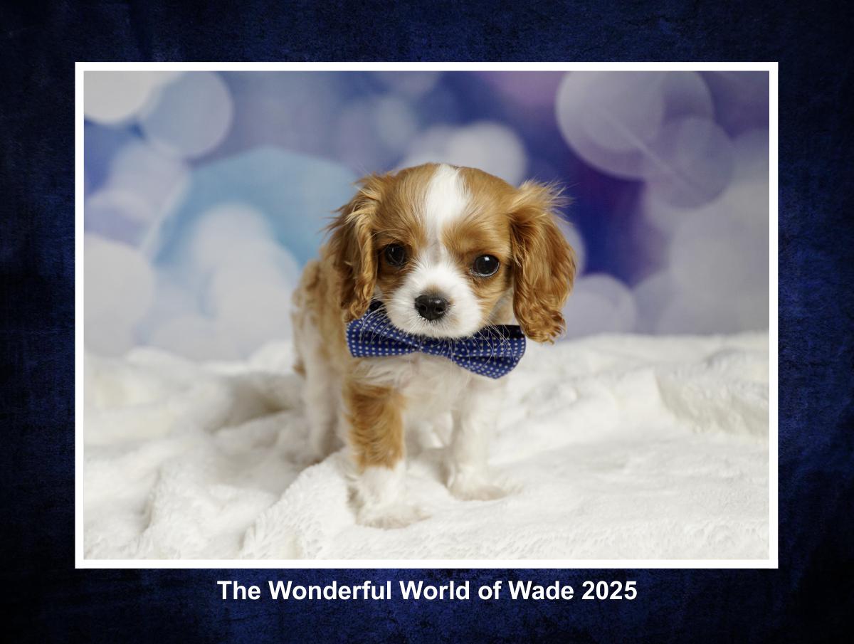 The Wonderful World of Wade 2025 Calender