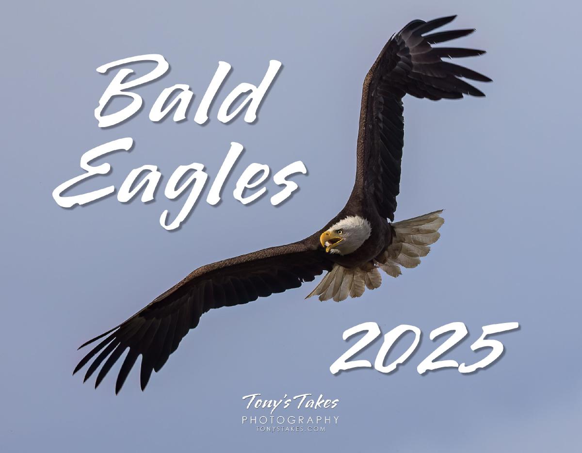 2025 Bald Eagles Calendar