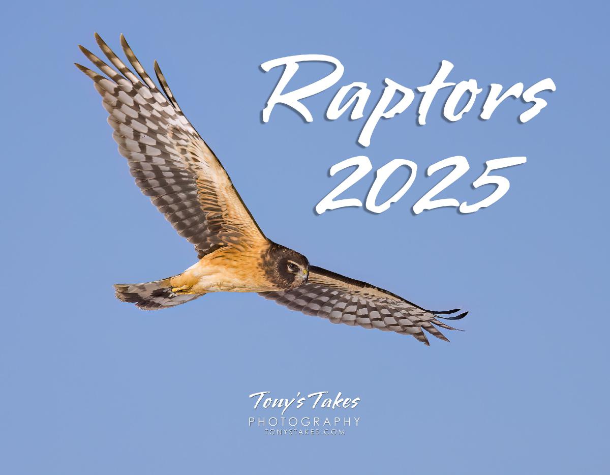 2025 Raptors Calendar