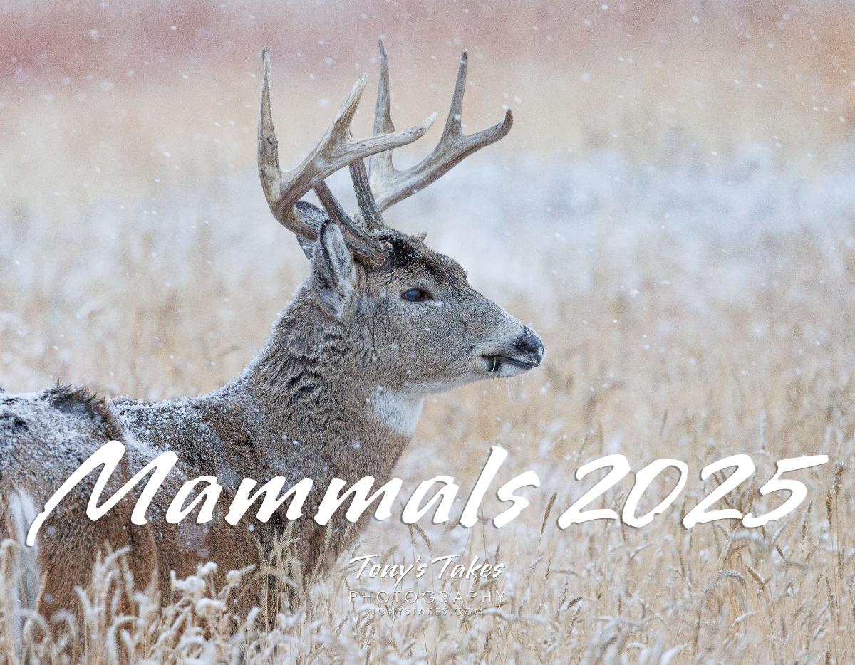 2025 Mammals Calendar