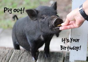 Pig Out! It's Your Birthday!