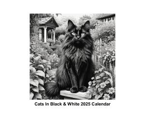 Cats In Black & White 2025 Calendar